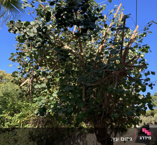עץ גזום עם ענפים חתוכים ועלים ירוקים